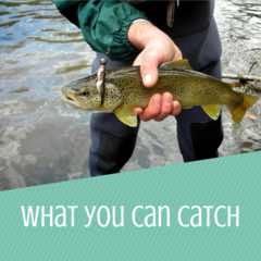 What you can catch