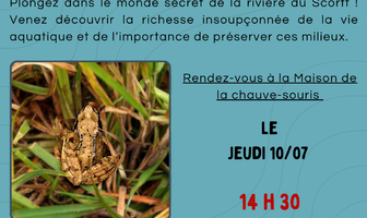 Les p’tites bêtes du cours d’eau