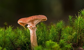 Expo | Les champignons