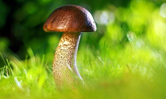 Balade des curieux de nature | Balade champignons